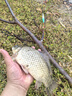 达亿瓦（DAIWA）一击 轻量鲤鱼鲫鱼草鱼罗非 进口鱼竿手杆 轻硬挺 休闲台钓 一击T 75.K（大物） 实拍图