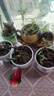 仟尚亿随机八个花盆陶瓷批发带托盘家用绿萝创意简约多肉植物小多肉花盆 C3中号组合4个14cm 中等 实拍图