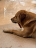 麦富迪（Myfoodie）狗零食 狗狗磨牙棒耐咬小型犬幼犬 宠物零食鸭肉卷夹心牛皮 180g 实拍图