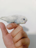 朗缤 鹦鹉活体鸟活物虎皮鹦鹉宠物活鸟玄凤鹦鹉手养鸟会说话幼鸟幼崽 白色虎皮1只 实拍图