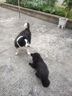 麦富迪狗粮 乖宝乐10kg 成犬中大型小型犬通用（牛肉蛋黄）金毛泰迪柯基 实拍图