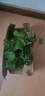 红梅盆景老桩盆栽原生梅花植物盆栽室内绿植耐寒浓香型乌梅不含盆 红梅5年盆景（今年冬天开花） 实拍图