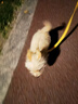 普安特宠物狗狗驱虫药犬体内外同驱跳蚤犬虱非泼罗尼爱滴克+内驱 实拍图