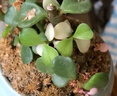 开时果 金枝玉叶盆栽多肉植物盆景 办公室内桌面花卉小绿植源头直发包邮 【热销款】哥窑浅蓝盆+苔藓+底托 实拍图