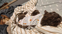 华元宠具（hoopet）猫咪绝育服宠物小狗狗母猫猫手术服透气戒奶服公猫防舔术后用衣服 实拍图