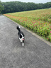 福来恩（FRONTLINE）大型犬驱虫套装去蚤蜱原研药 大型犬滴剂2.68ml*3支+犬心保L号3粒 实拍图