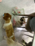 MAG犬用金乳钙 狗狗专用液体钙 立耳幼犬老年犬狗狗钙片120粒 实拍图