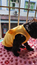 猫咪衣服狗狗衣服小型犬夏薄款宠物衣服可牵引泰迪比熊衣服猫衣服 【黄油小熊】-透气华夫格 M /适合5-7斤 立体刺绣/可戴牵引绳 实拍图
