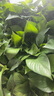 双盟 绿萝盆栽除甲醛花卉绿植办公室新房净化空气110款10盆装源头直发 实拍图