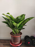大叶金钻绿叶子大型绿植室内外栽种四季好养四季常绿礼客厅绿植 大叶金钻大盆70-80厘米高度 5颗 不含盆 实拍图