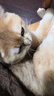 伟嘉成猫猫粮 夹心粮10kg牛肉味全价猫粮 亮毛均衡营养布偶蓝猫猫粮 实拍图