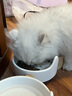 麦德氏IN高钙低敏配方羊奶粉300g宠物羊奶粉狗狗猫咪幼犬幼猫羊奶粉 实拍图