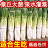 山东章丘大葱新鲜10斤蘸酱卷饼铁杆大葱5斤脆葱非圆洋东北红葱头 含箱5斤 【12H现挖】去皮 实拍图
