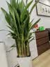叹为观止大型植物发财树各种大颗盆栽开业乔迁客厅办公室内好养大型花卉 富贵鸟【60-80厘米】 含盆 实拍图