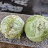新鲜甘蓝包菜卷心菜新鲜嫩绿莲花白现摘现发早餐减脂 新鲜包菜 2.5-3斤 人工挑拣 实拍图