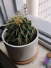 泰西丝金琥仙人掌球多肉植物盆栽绿植小盆栽 金琥+白瓷盆含托 源头直发 实拍图