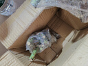 基地直发8年玫瑰老根老桩四季开花月季花苗室内阳台盆栽大花浓香 红玫瑰包对版四季开花【一颗 云南8年老桩 不含盆 实拍图