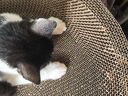 疯狂的主人猫抓板窝碗形大号猫抓盆不掉屑猫窝宠物猫玩具瓦楞纸猫爪板 实拍图