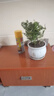 【驱蚊草】清香木盆栽室内花卉植物净化空气除甲醛绿植胡椒木 5年苗【当年开花爆满】+肥料 红花清香木【驱蚊虫】【净化空气 实拍图