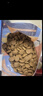 素力高（SolidGold）进口高蛋白金装金素鸡长肉营养成猫幼猫猫粮12磅/5.44kg 实拍图