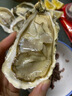 贝司令（BEISILING）【鲜活】乳山生态生蚝牡蛎贝类烧烤源头直发3XL净重4斤 海鲜水产 实拍图