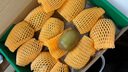 佳沛（zespri）新西兰 阳光金奇异果12粒礼盒特大果单果约122-146g 猕猴桃 水果 实拍图