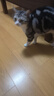 普安特宠物猫咪驱虫药体内外同驱幼猫驱虫跳蚤犬虱爱滴克非泼罗尼+内驱 实拍图