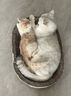 皇家成猫猫粮 营养均衡 F32 通用粮 1-7岁 2KG 实拍图