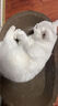【京东物流】猫抓板磨爪猫窝一体耐磨不掉屑超大号猫玩具猫咪用品 圆形超大号+猫薄荷 实拍图