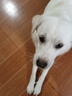 比瑞吉狗粮小型犬成犬粮泰迪贵宾俱乐部系列山药果寡糖促消化橄榄油2kg 实拍图
