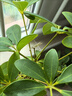 京东物流 植物营养棒绿植盆栽通用植物长效氮磷钾复合缓释肥料 植物缓释棒【1盒18支】 实拍图
