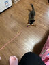 欢宠网猫玩具猫咪磨牙棒逗猫棒猫薄荷自嗨解闷耐咬神器猫猫小猫幼猫宠物 实拍图