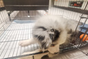 腆宠狗笼猫笼 狗笼子中小型犬带厕所幼犬狗窝猫笼子大号家用围栏兔笼 实拍图
