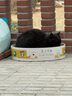 诺迪威（naughtyvie）猫罐头170g*12 金枪鱼+鸡肉猫湿粮猫咪零食罐头 成猫幼猫猫粮 实拍图