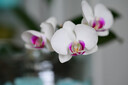 尼康（Nikon）Z 70-180mm f/2.8 全画幅 紧凑型 长焦变焦镜头 自动对焦   实拍图