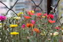 适马（SIGMA）56mm F1.4 DC DN｜Contemporary 半画幅 大光圈定焦镜头 人像肖像特写（富士X卡口镜头） 实拍图
