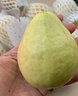 京鲜生 树熟软糯奶油芭乐 4个装单果150g+ 新鲜番石榴 源头直发包邮 实拍图
