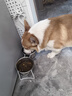 麦富迪狗粮 无谷牛肉双拼狗粮成犬小型犬比熊贵宾缓解泪痕 10kg/20斤 实拍图