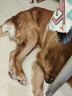 卫仕膳食中大型犬粮 狗干粮 中大型犬全价狗粮 牛肉蔓越莓 15kg*1袋 实拍图