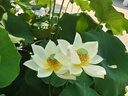 菊茗天下菊花茶【100朵完整大花+杯】金丝皇菊胎菊贡菊花草茶独立包菊花茶 【共100朵+杯】 【泡开7-9cm】 实拍图