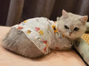 阿莫尔猫咪衣服夏季薄款网纱飞袖裙可牵引金渐层布偶幼猫宠物狗狗防掉毛 蘑菇飞袖裙 XL(建议10-13斤参考胸围背长) 实拍图