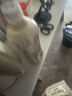 康师傅经典奶茶阿萨姆风味 炼乳奶茶 500ml*15瓶整箱 炼乳奶茶500ml*15瓶 实拍图