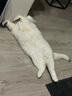 皇家皇家绝育成猫粮 SA37通用粮 1-7岁10KG 实拍图