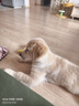 宠德多狗绳狗狗牵引绳遛狗绳胸背带狗链子防爆冲中大型犬金毛拉布拉多 黑色 M（建议24-46斤） 实拍图