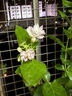 茉莉花苗盆栽带花苞九里香老桩花卉植物室内浓香四季开花好养 大份茉莉花【4-6颗】花苞饱满 实拍图
