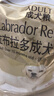 皇家狗粮 拉布拉多成犬狗粮 宠物大型犬 LR30 全价犬粮 ≥15月 12KG 实拍图