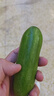 九千谷园艺扎丝造型固定铁丝包塑爬藤植物捆绑线0.55*15cm/约1000根7482 实拍图