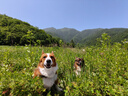 麦富迪 宠物狗狗零食 成犬幼犬训狗奖励鸡肉干1200g 实拍图