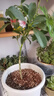美乐棵  通用营养土养花花肥种植土花土种菜土盆栽绿植专用土壤100L 实拍图