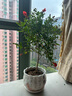 石榴花盆栽果树苗带果观赏可食用室内阳台四季开绿植盆景花卉旺宅 白色坚持盆+石榴花30-40cm高 含盆 实拍图